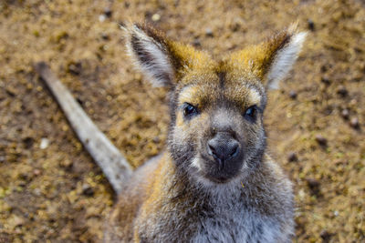 Close-up portrait of lion