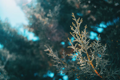 Cupressus leaves illuminated by direct sunlight on a sunny day