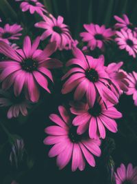 Close-up of pink flowering plants