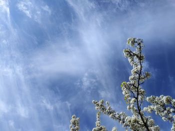Low angle view of pear blossoms against wispy clouds and blue sky.