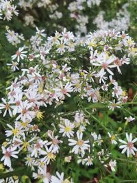 Close-up of white flowering plants