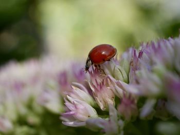 Close-up of insect on purple flower