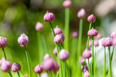 Close-up of pink flower