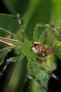 Close-up of insect on plant