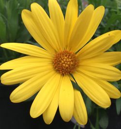 Close-up of yellow flower