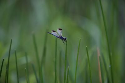 Close-up of dragonfly on grass