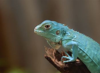 Blue iguana on pose