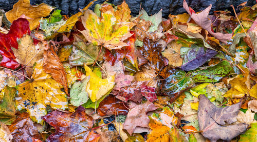 Full frame shot of autumn leaves