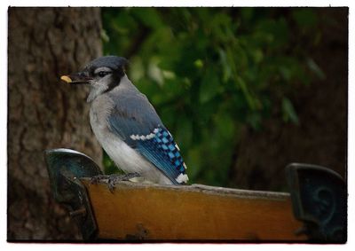 Close-up of bird perching outdoors