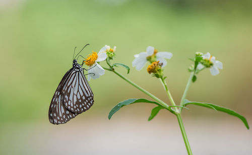 Close-up of butterfly pollinating on flower