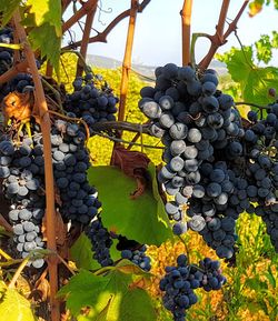 Close-up of grapes growing in vineyard