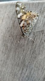 Close-up of spider on wood