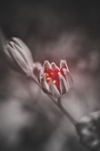 Close-up of red flower blooming outdoors