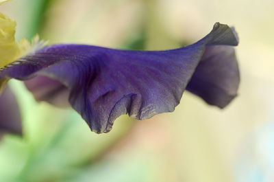 Close up of purple flower