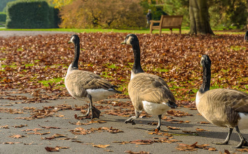Mallard ducks on autumn leaves