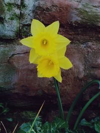 Close-up of yellow flower