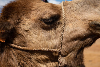 Close-up of the head of a young camel. desert animal with brown fur. tie straps.