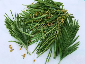 High angle view of fresh green plant against white background