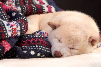 Little cute white puppy shiba inu sleeps on a colored knitted sweater.