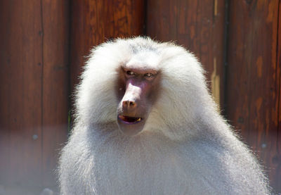 Close-up portrait of a monkey