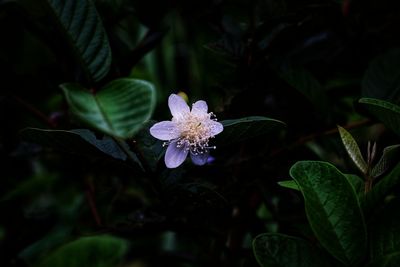 Close-up of purple flowering plant