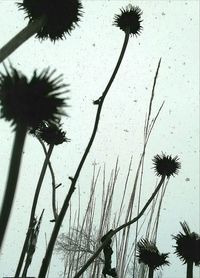 Low angle view of silhouette palm tree against sky