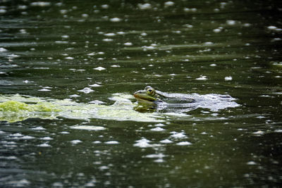 View of ducks swimming in lake