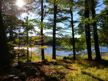 Sun shining through trees