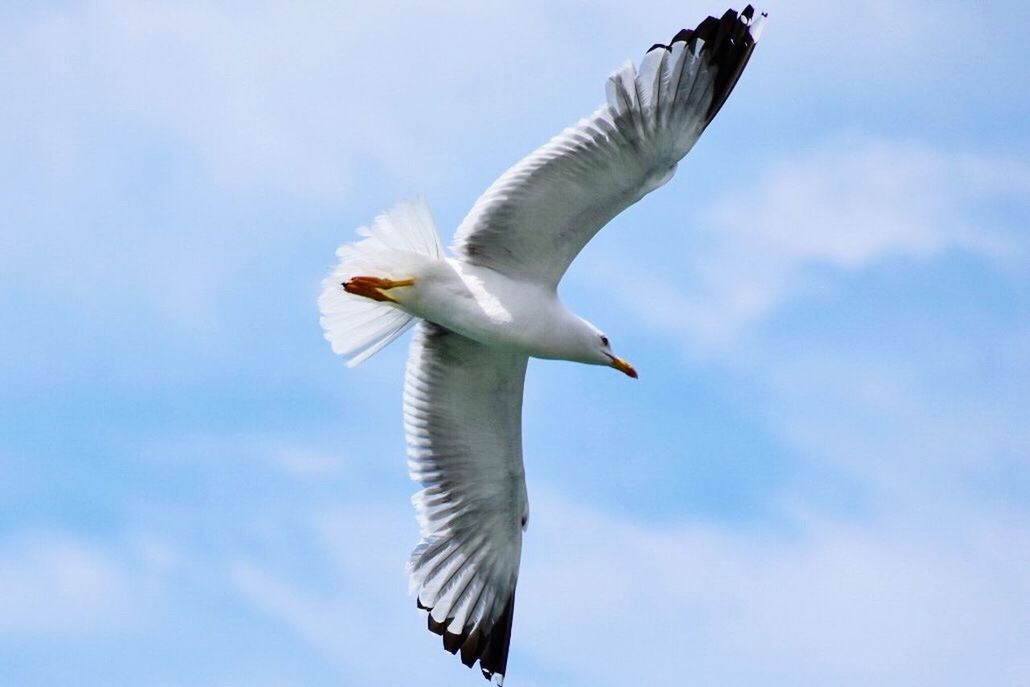 LOW ANGLE VIEW OF SEAGULL FLYING AGAINST SKY