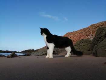 Cat looking away on mountain against blue sky