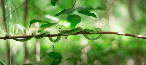 Close-up of snake on branch