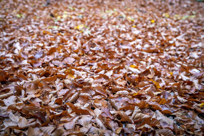 Full frame shot of dry leaves on field