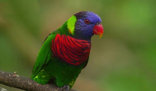 Close-up of parrot perching on leaf