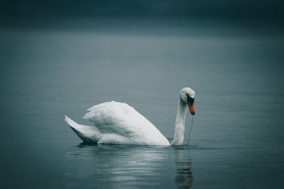 Swans swimming in lake