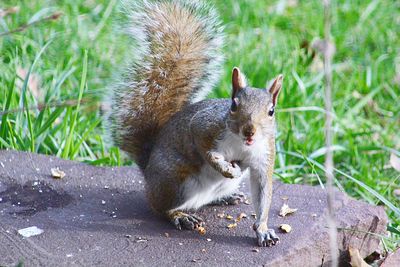 Squirrel on a land
