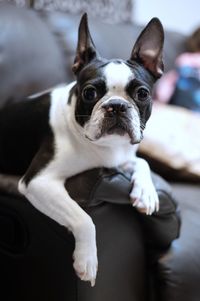 Close-up portrait of dog