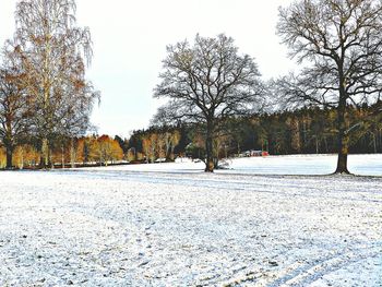 Bare trees in winter