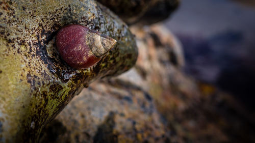 Close-up of shell on tree trunk