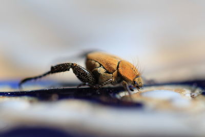 Close-up of spider