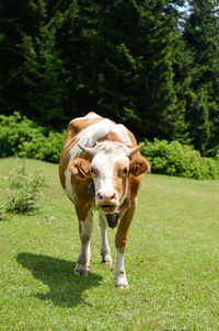 Horse standing in a field