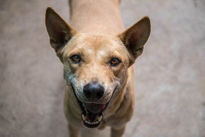 High angle portrait of dog sticking out tongue outdoors