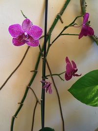 Close-up of pink flowers