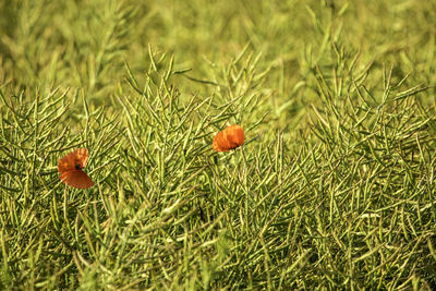 Close-up of fresh orange flower on field