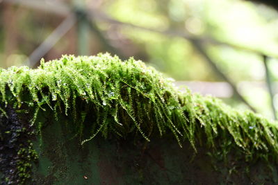 Close-up of fern growing on tree