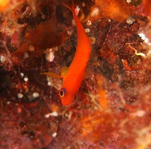 Close-up of fish swimming in sea