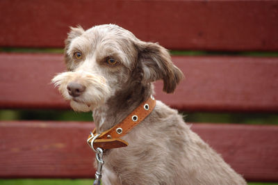 Portrait of dog looking away