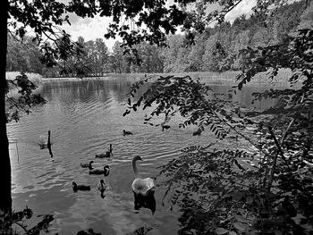 Swans swimming in lake