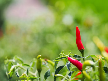 Close-up of red chili peppers growing on plant