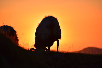 Silhouette of horse grazing against orange sky