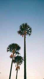 Low angle view of palm tree against clear sky